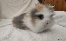 Lionhead rabbits for sale: Mini lion head, double mane, full face in Boston - Image 6