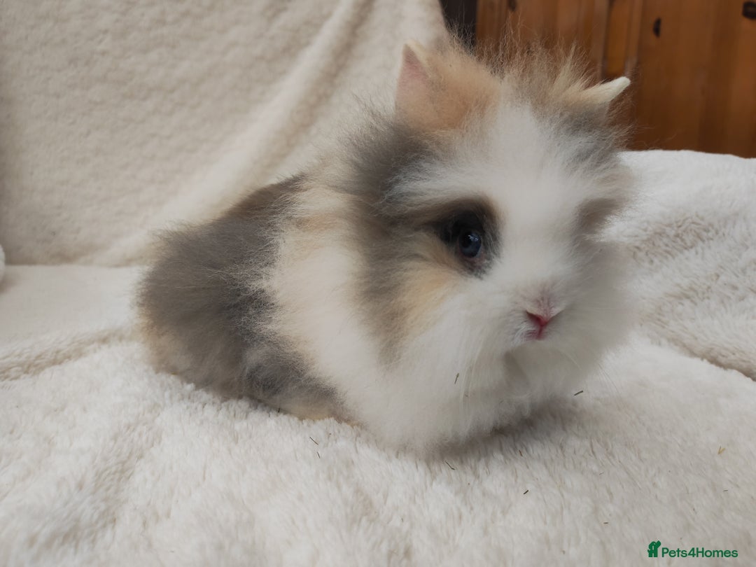 Lionhead rabbits for sale: Mini lion head, double mane, full face in Boston - Image 6