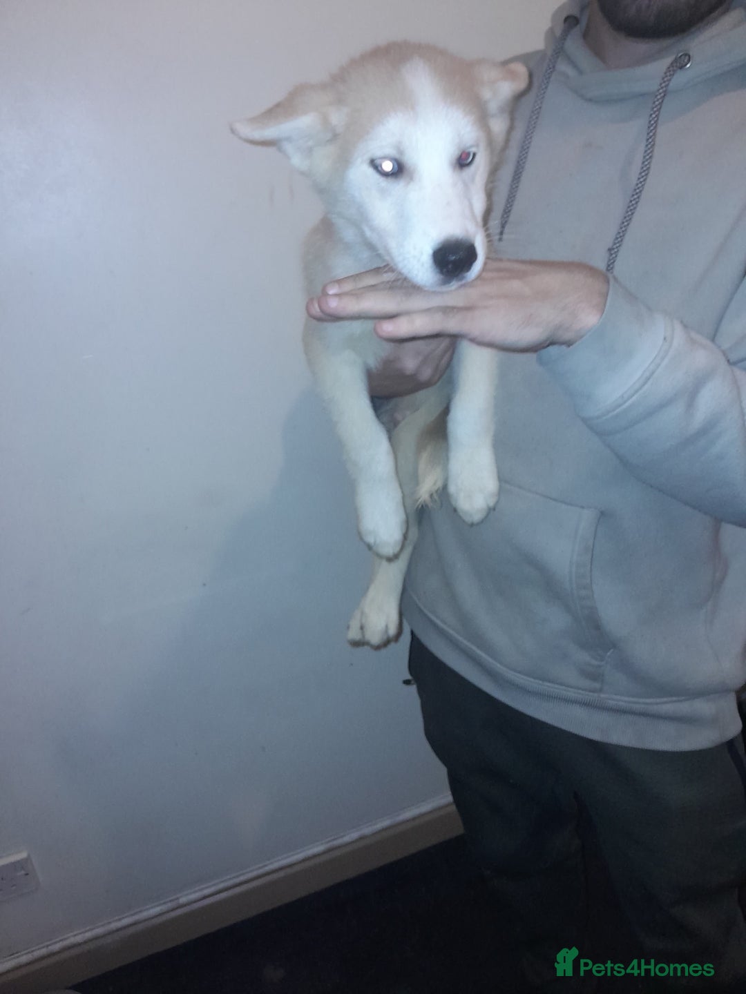 Siberian Husky dogs for sale: Husky Puppies Looking for Their Forever Homes!  - Image 8