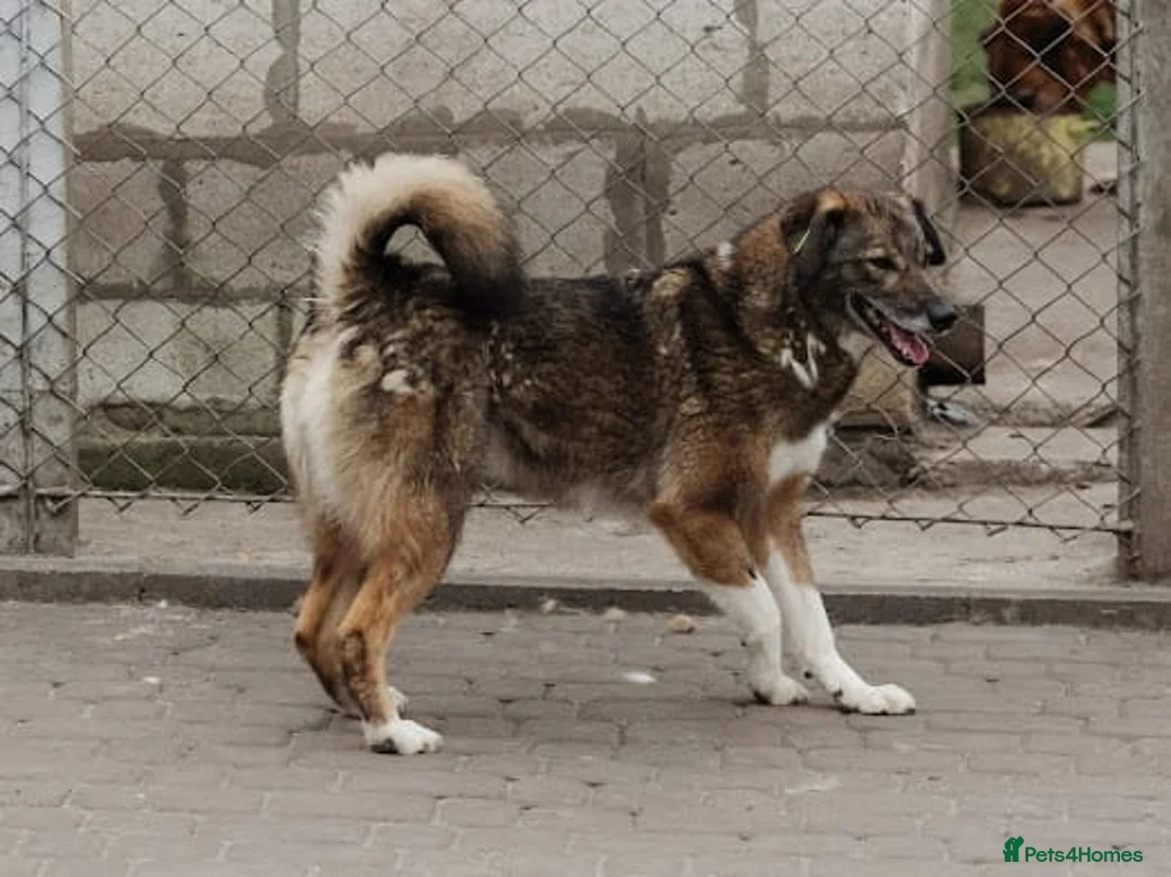 Mixed Breed dogs for adoption: ❤️Binky❤️3 yo smart&playful girl, medium knee size - Advert 3