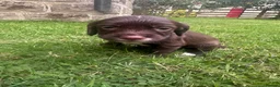 Cocker Spaniel dogs for sale: Working Cocker Spaniels  - Advert 7