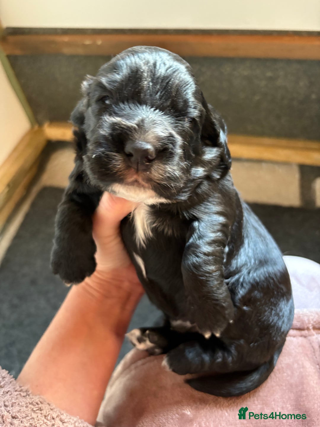 Cocker Spaniel dogs for sale: Working Cocker spaniels beautiful markings   - Advert 8