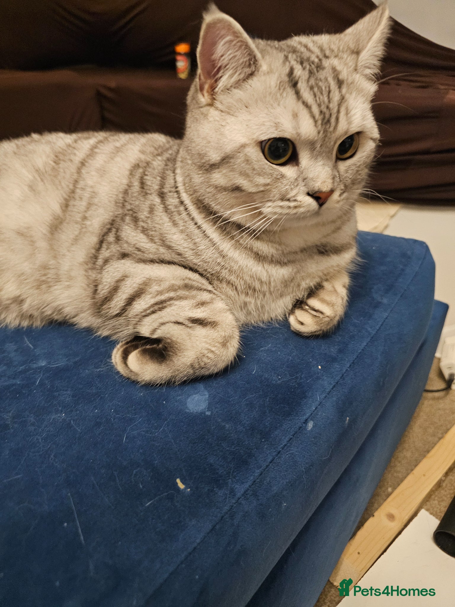 British Shorthair cats Beautiful Pure tabby bsh male "stud only" - Advert 16