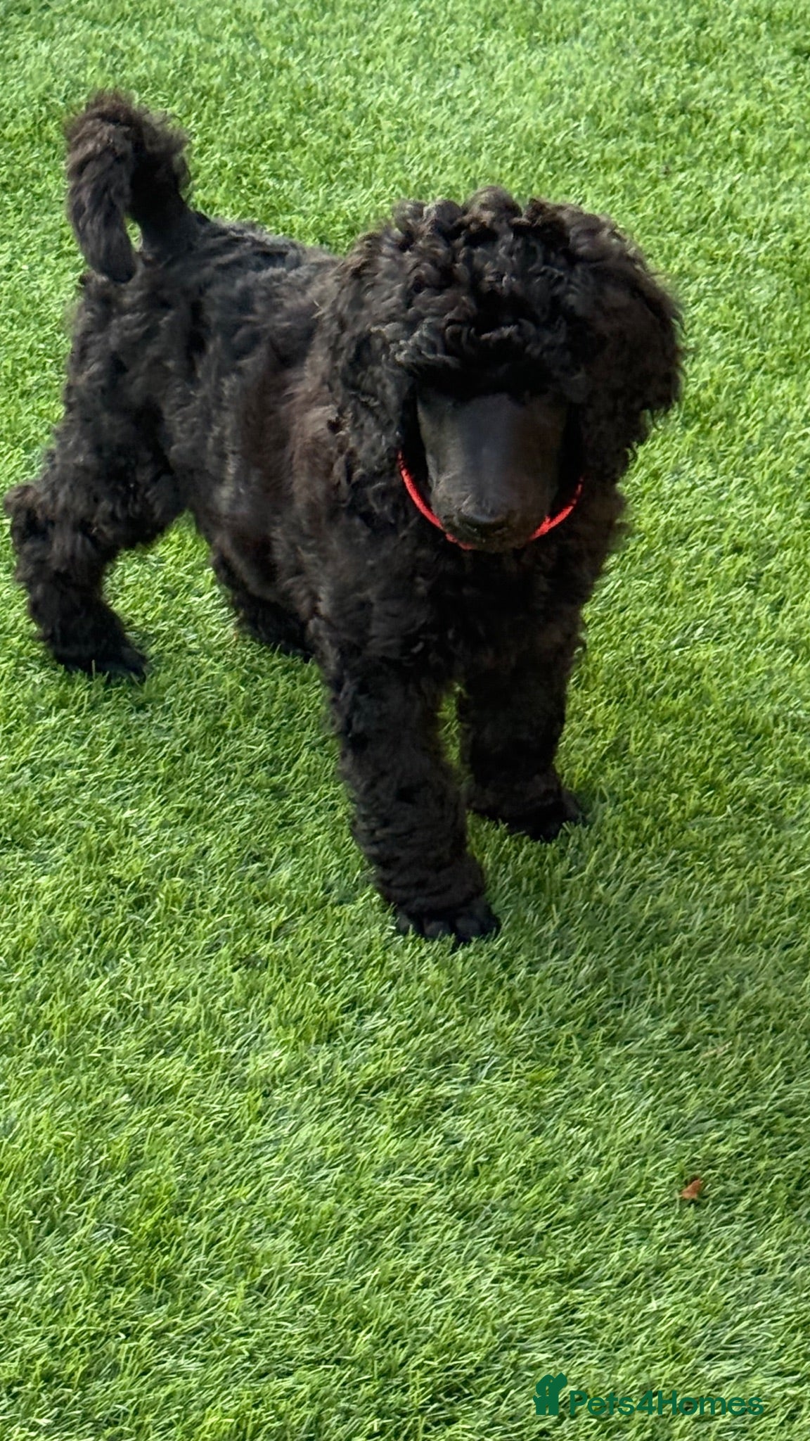 Standard Poodle dogs KC Registered Show Quality Standard Poodle Puppies - Advert 2