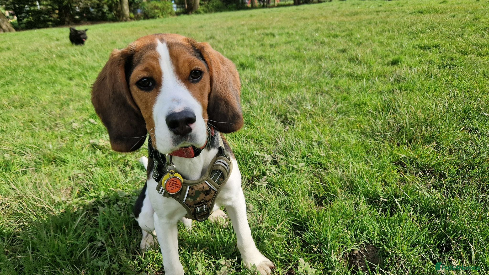 Beaglier dogs 🐾 Meet Pip! 🐶 in London - Advert 1