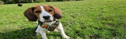 Beaglier dogs for stud: 🐾 Meet Pip! 🐶 in London - Advert 1