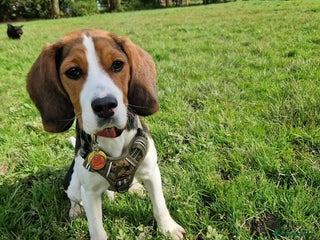 Beaglier dogs 🐾 Meet Pip! 🐶 in London - Advert 1