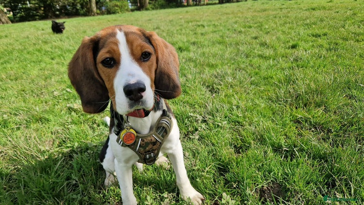 Beaglier dogs 🐾 Meet Pip! 🐶 in London - Advert 1