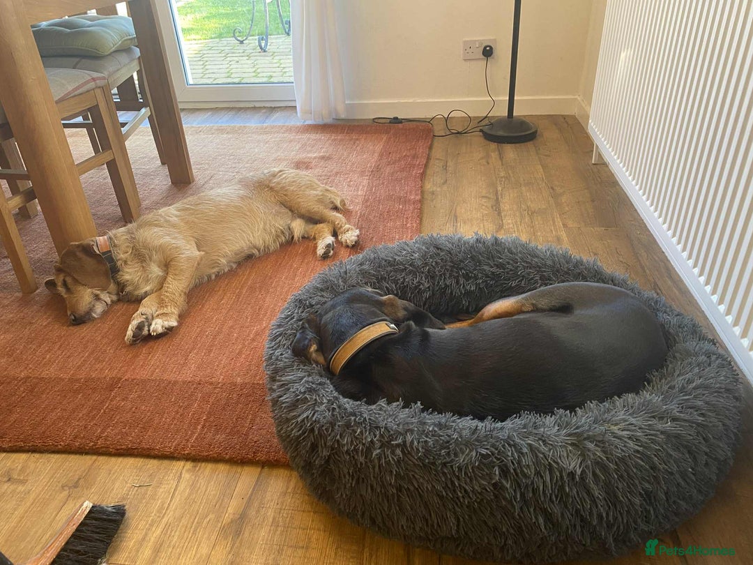 Basset Fauve De Bretagne dogs for adoption: Handsome Howie looking for adoption - Advert 4