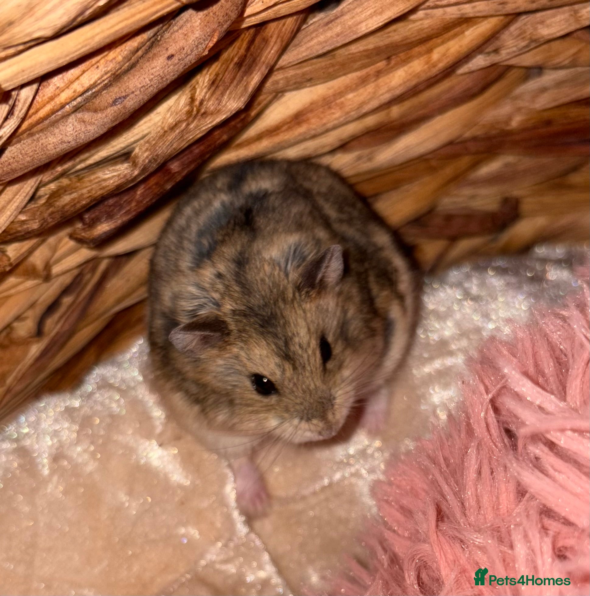 Hamster rodents Pure bred Campbells dwarf hamsters  - Advert 3