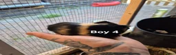 Guinea Pig rodents for sale: Mixed litter of Guinea pigs - Advert 21