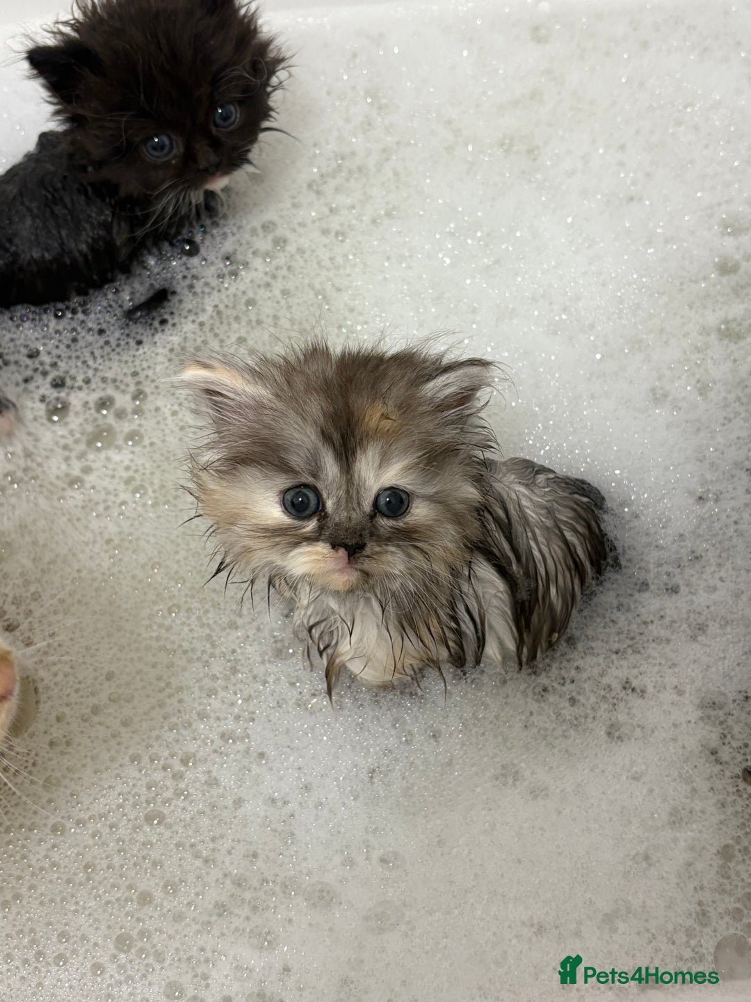 Munchkin cats for sale: Munchkin kittens  - Advert 17