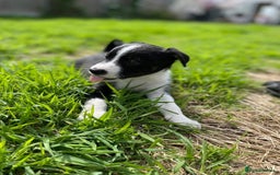 Mixed Breed dogs for sale: 🐾 Collie X Puppies – 10 Weeks Old  - Image 3