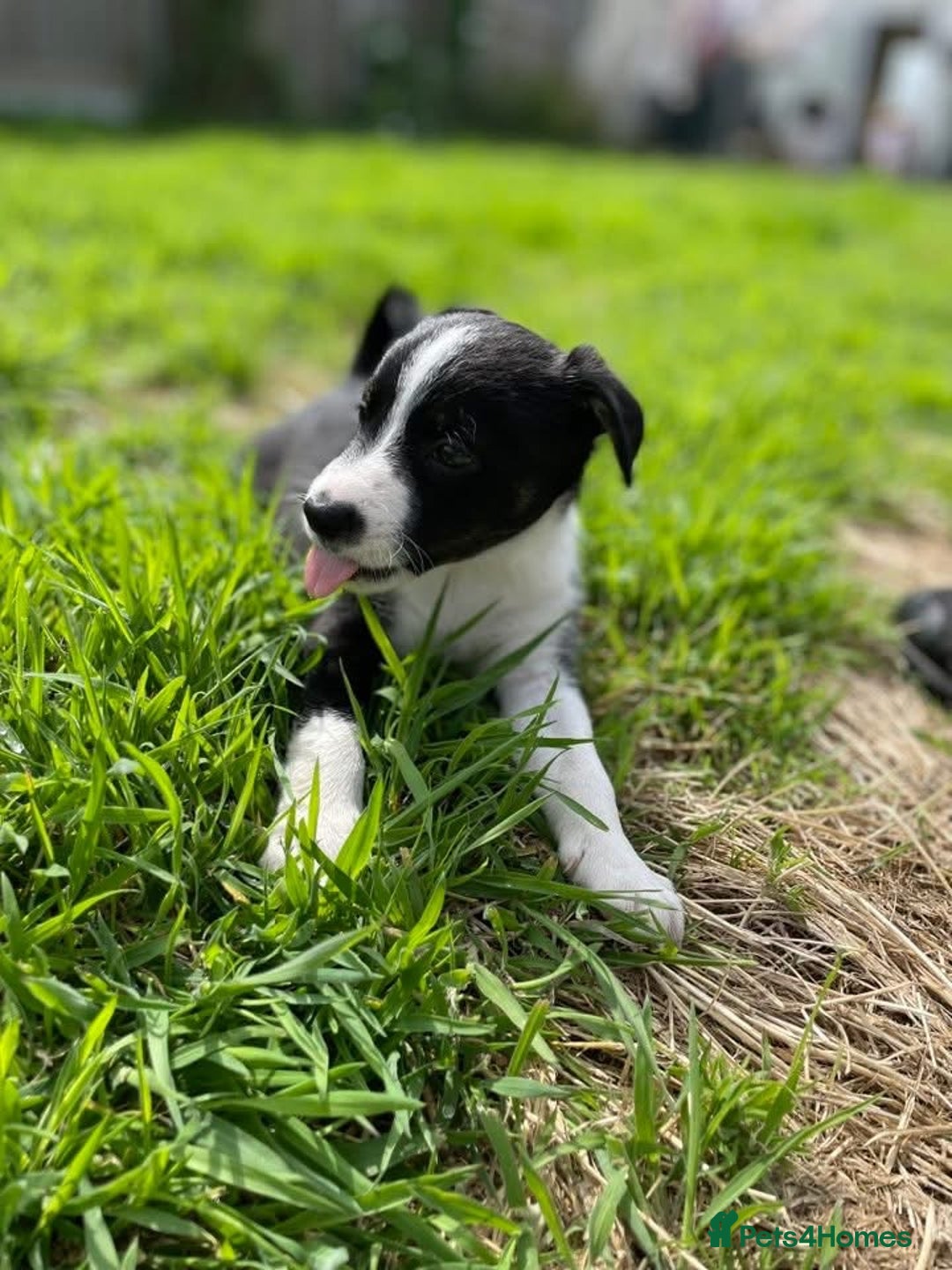 Mixed Breed dogs for sale: 🐾 Collie X Puppies – 10 Weeks Old  - Image 3