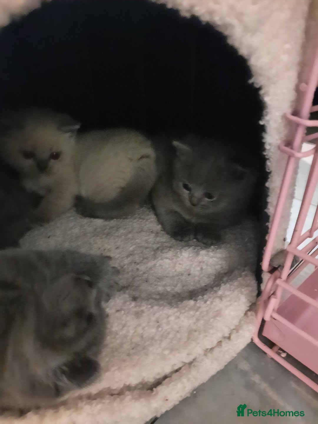 British Shorthair cats for sale: British shorthair kittens  - Advert 6