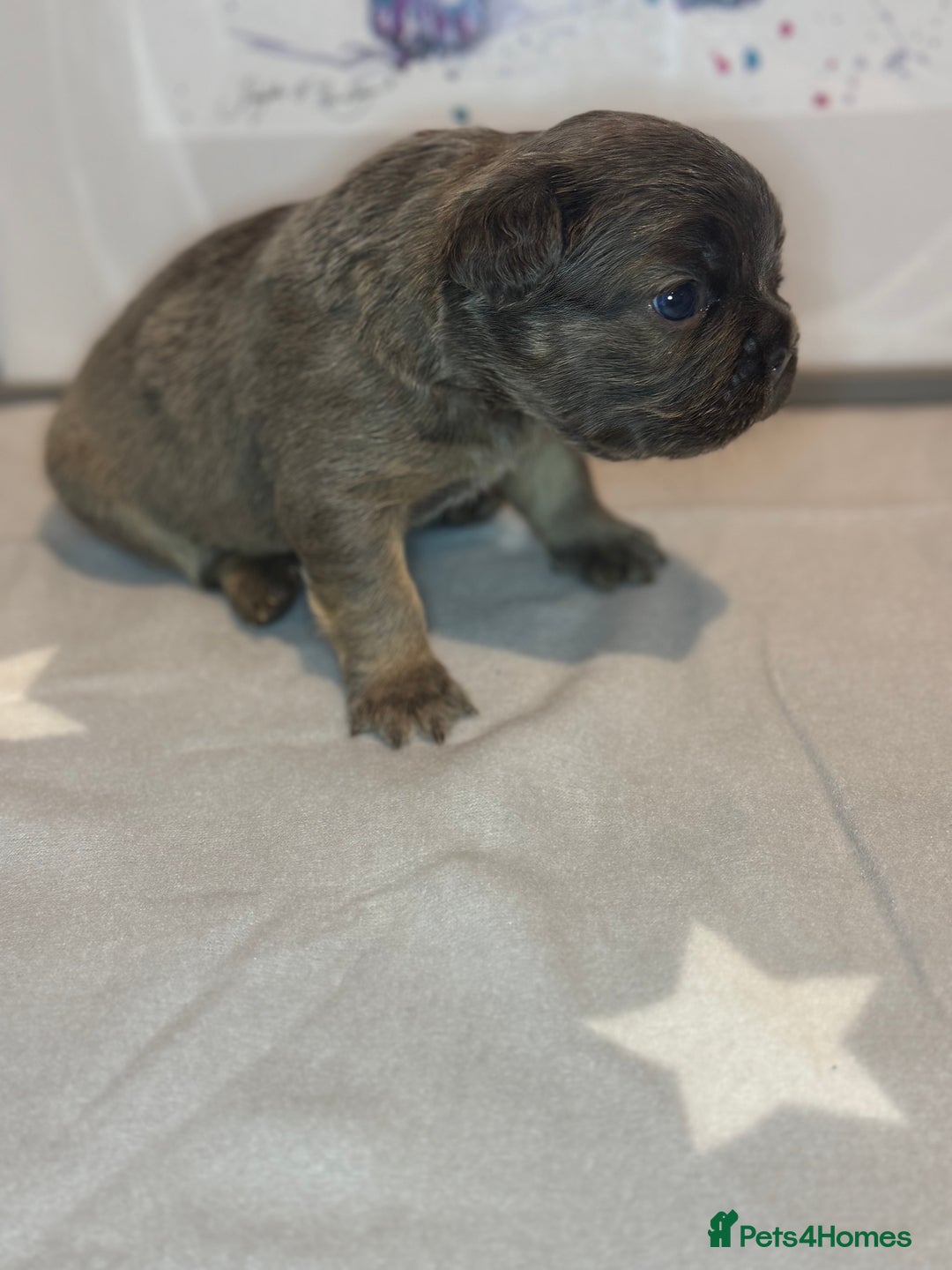 French Bulldog dogs for sale: Fluffy French Bulldog Puppies - Advert 7