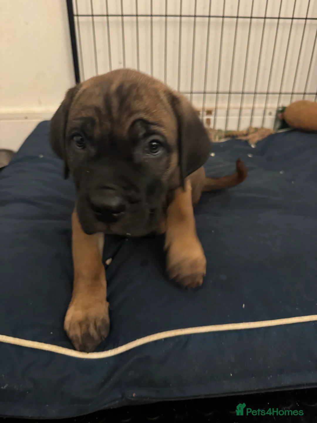 Cane Corso dogs for sale: Ready to go Thursday 2boys 1girl cane Corso pups - Advert 6