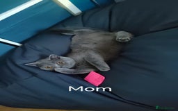 British Shorthair cats for sale: British short hair  - Image 9