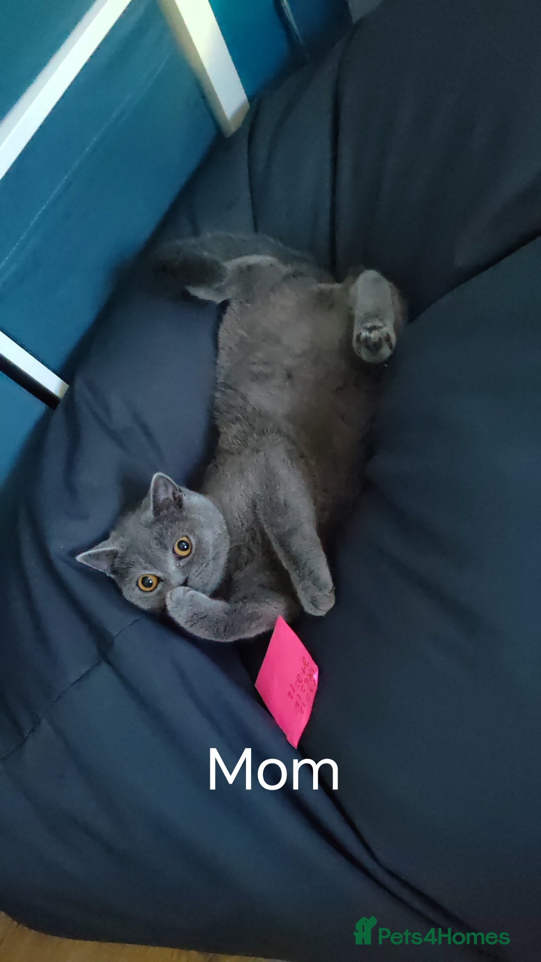 British Shorthair cats for sale: British short hair  - Image 9