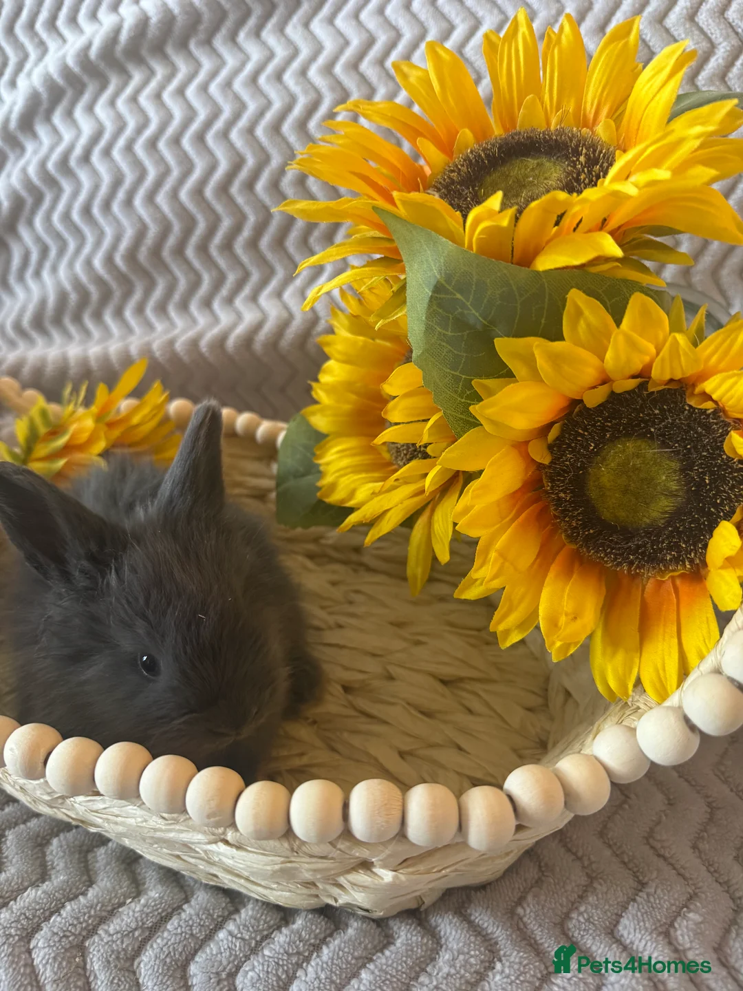 Angora rabbits for sale: ✨ Angora Baby Bunnies ✨ - Advert 11