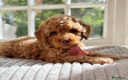 Cavapoo dogs for sale: F1b health tested cavapoo - Image 25