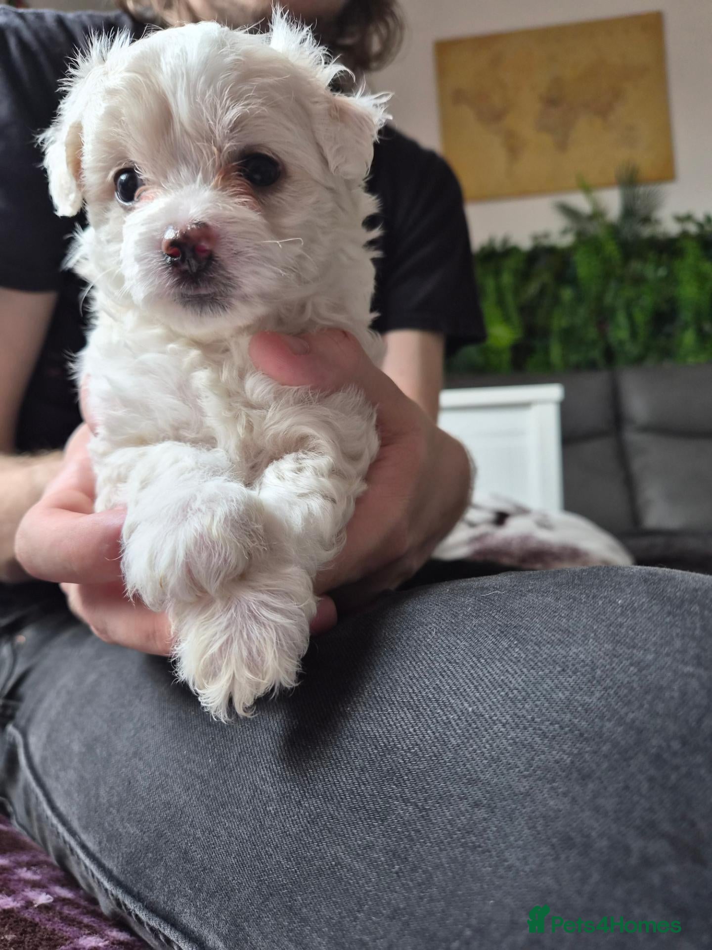 Maltipoo dogs  Mini Maltipoo F2 premium, butterfly nose - Advert 2