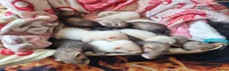 Ferret rodents for sale: Baby ferrets looking for forever home in Billingham - Advert 3