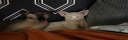Sphynx cats for sale: Sphinx - Advert 8