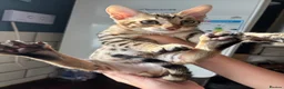Savannah cats for sale: Savannah F5 Bengal hybrid  in Goole - Advert 2