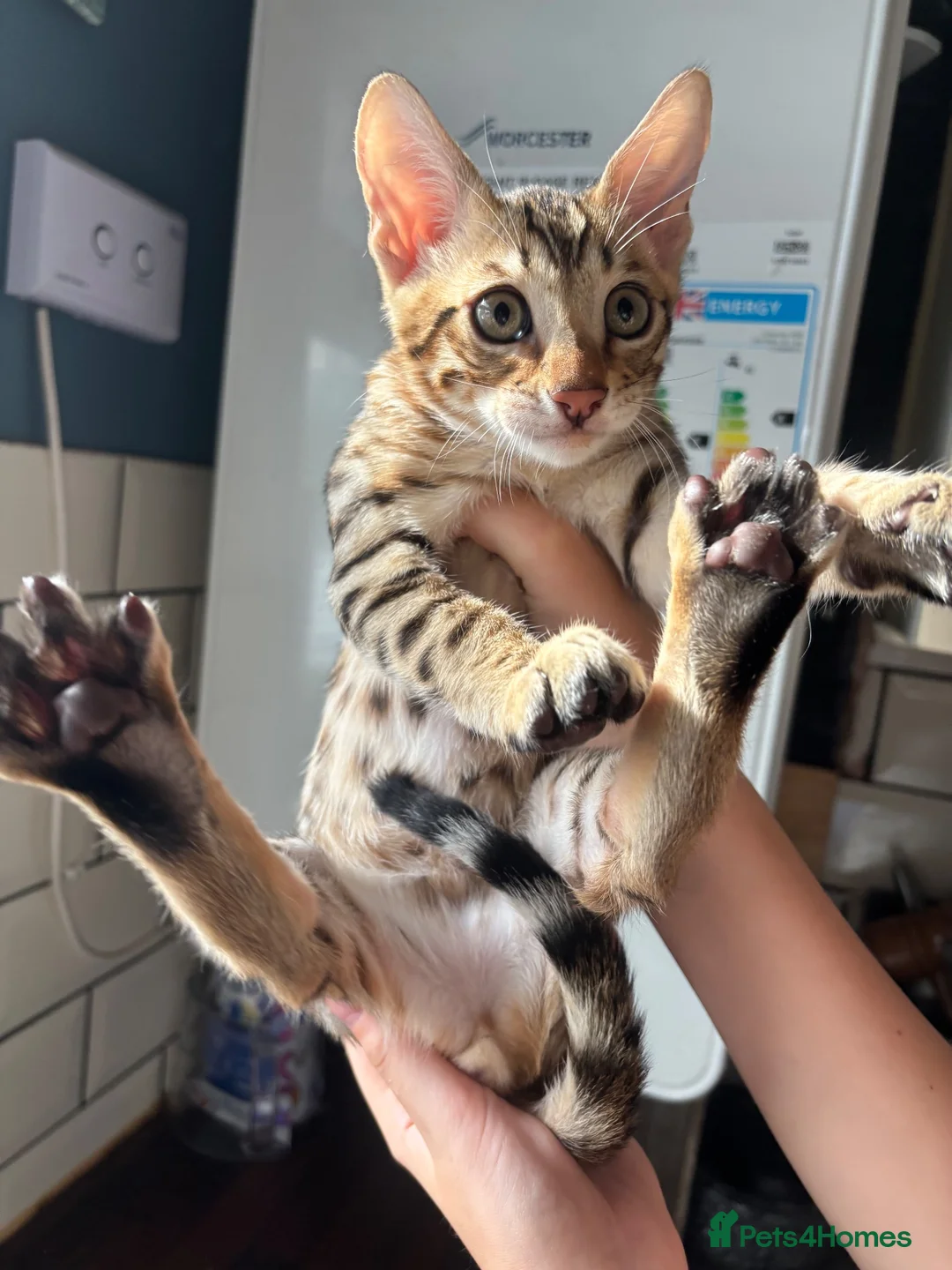 Savannah cats for sale: Savannah F5 Bengal hybrid  in Goole - Advert 2