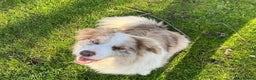 Border Collie dogs for sale: Intelligent & Playful: Border Collie Pups - Advert 6