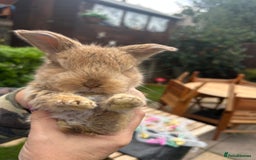French Lop rabbits for sale: Pure French lop baby bunnies for sale  - Image 6