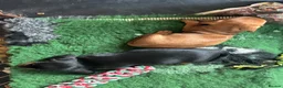 Miniature Dachshund dogs for sale: KC Miniature Dachshund Puppies For Sale - Advert 17