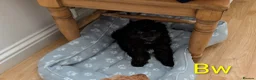 Toy Poodle dogs for sale: Toy poodle girls KC , fully vac 12 weeks old  - Advert 21