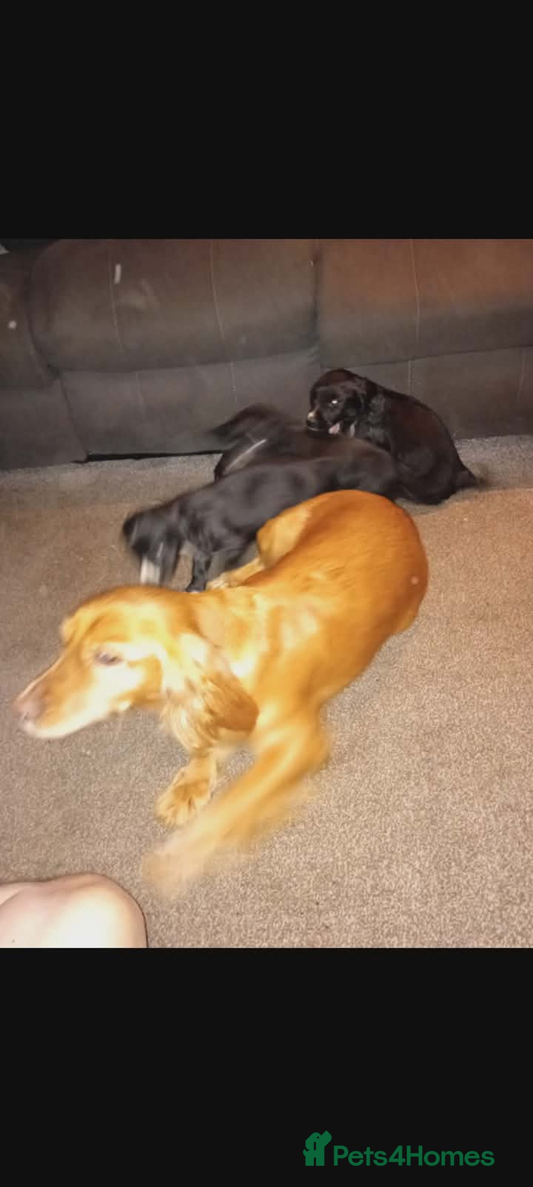 Cocker Spaniel dogs for sale: Working cocker spaniel pups  - Advert 2