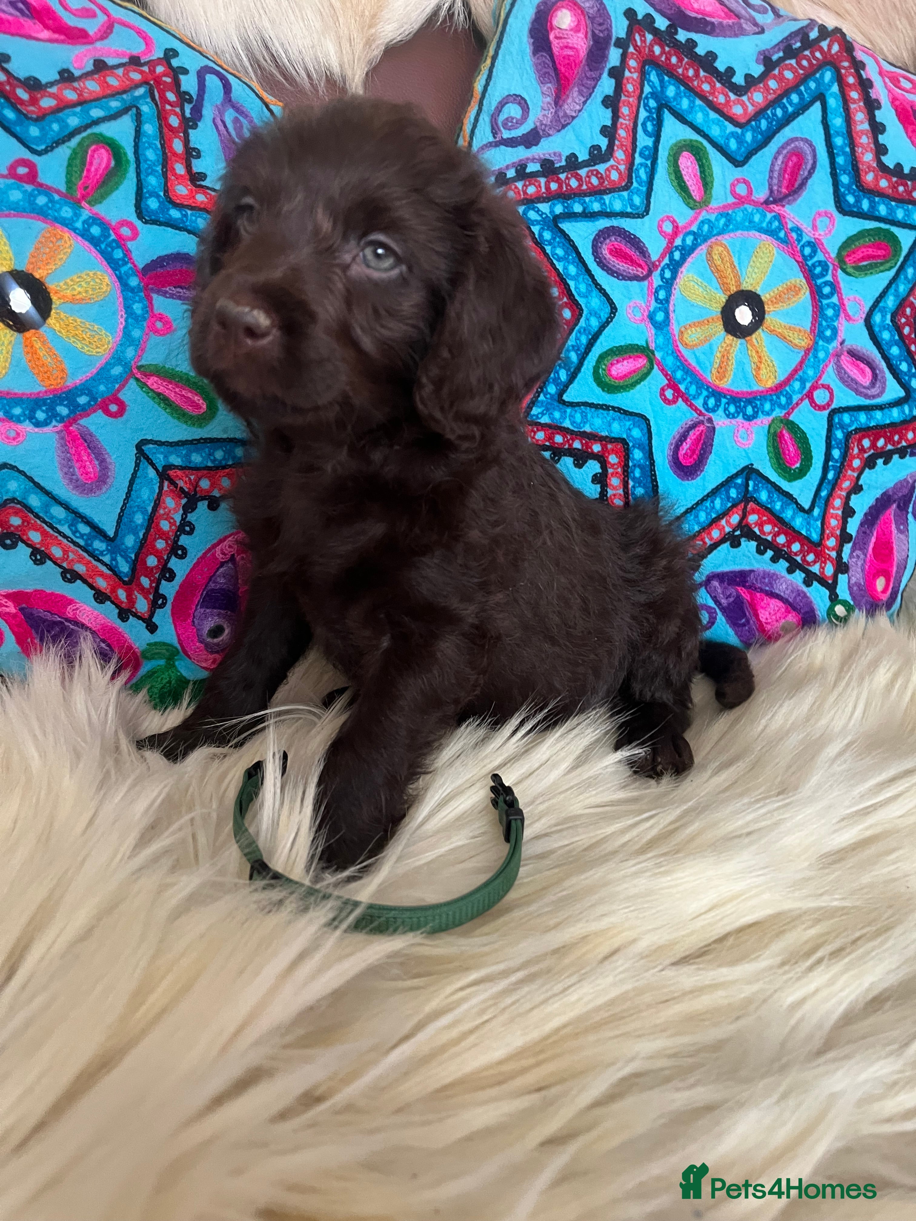 Labradoodle dogs 5 ⭐️ licensed Home breeder - Advert 3