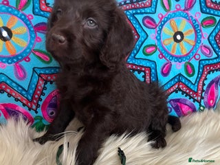 Labradoodle dogs 5 ⭐️ licensed Home breeder - Advert 5