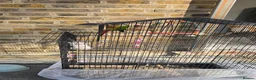 Conures birds for sale: Beautiful Green Cheek Conure with complete setup in London - Advert 3