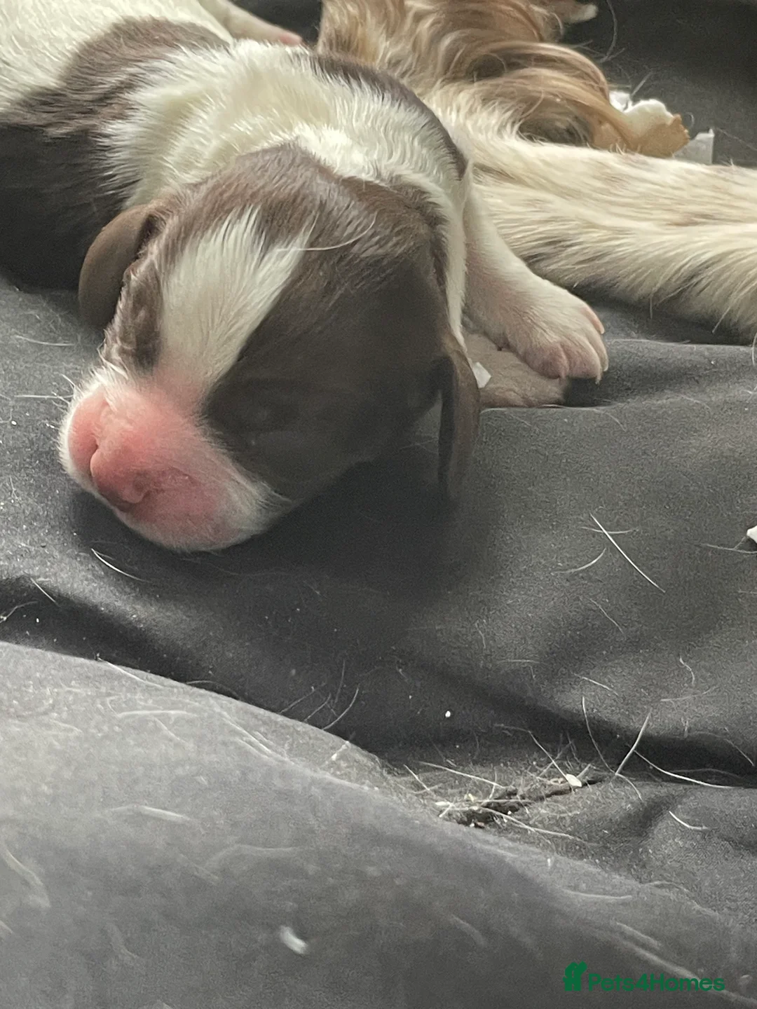 English Springer Spaniel dogs for sale: 9 week old Springer Spaniel pups in Rushden - Advert 2