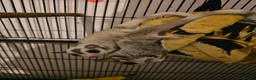 Sugar Glider rodents for sale: 2 sugar glider  in Hartlepool - Advert 4