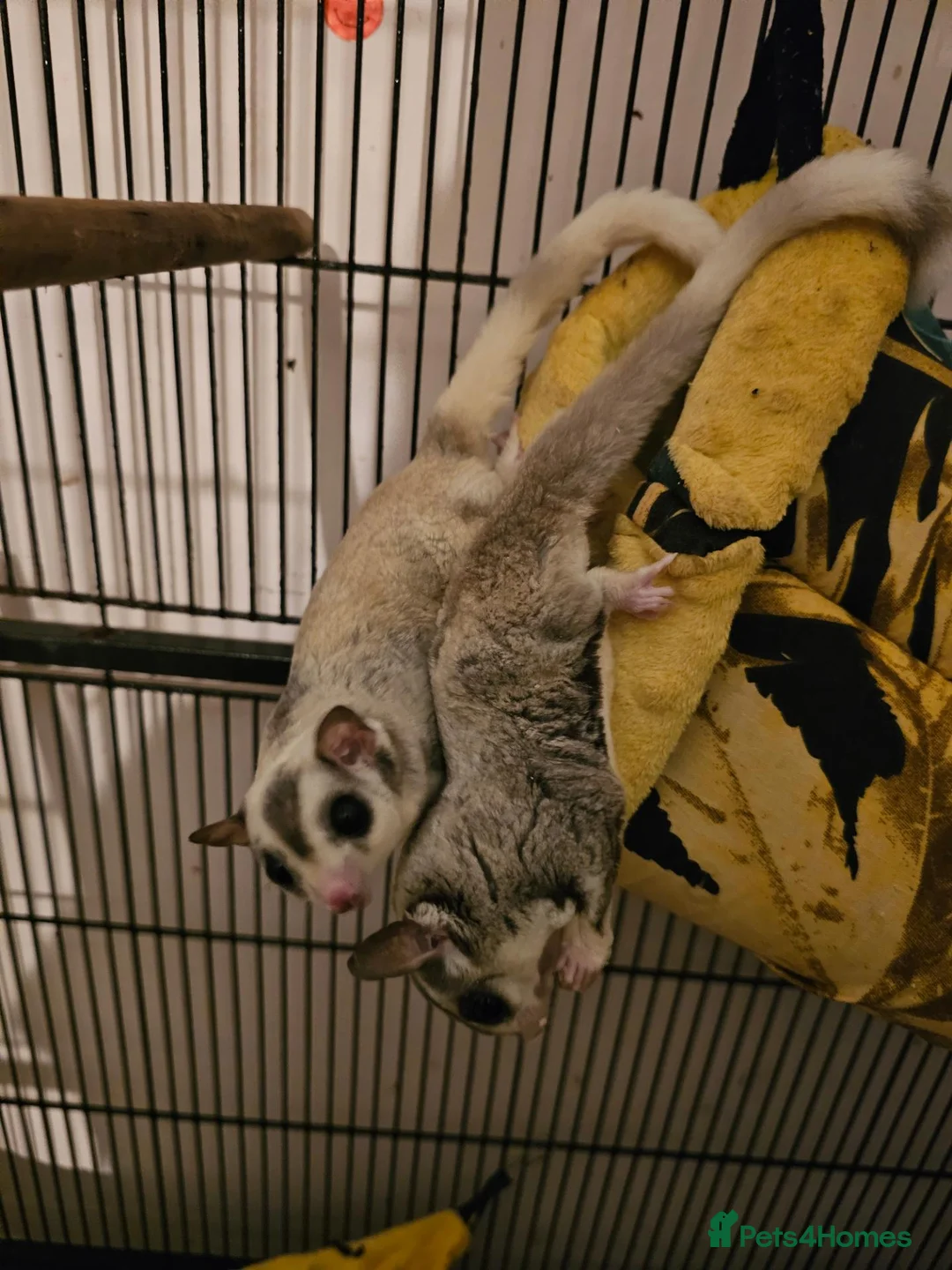 Sugar Glider rodents for sale: 2 sugar glider  in Hartlepool - Advert 4