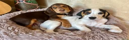 Bocker dogs for sale: Cocker spaniel cross beagle  - Advert 3