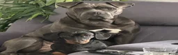 Cane Corso dogs for sale: Nahla  in Pontefract - Advert 3