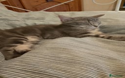 Mixed Breed cats for sale: Norwegian forest/black Bengal  - Image 8