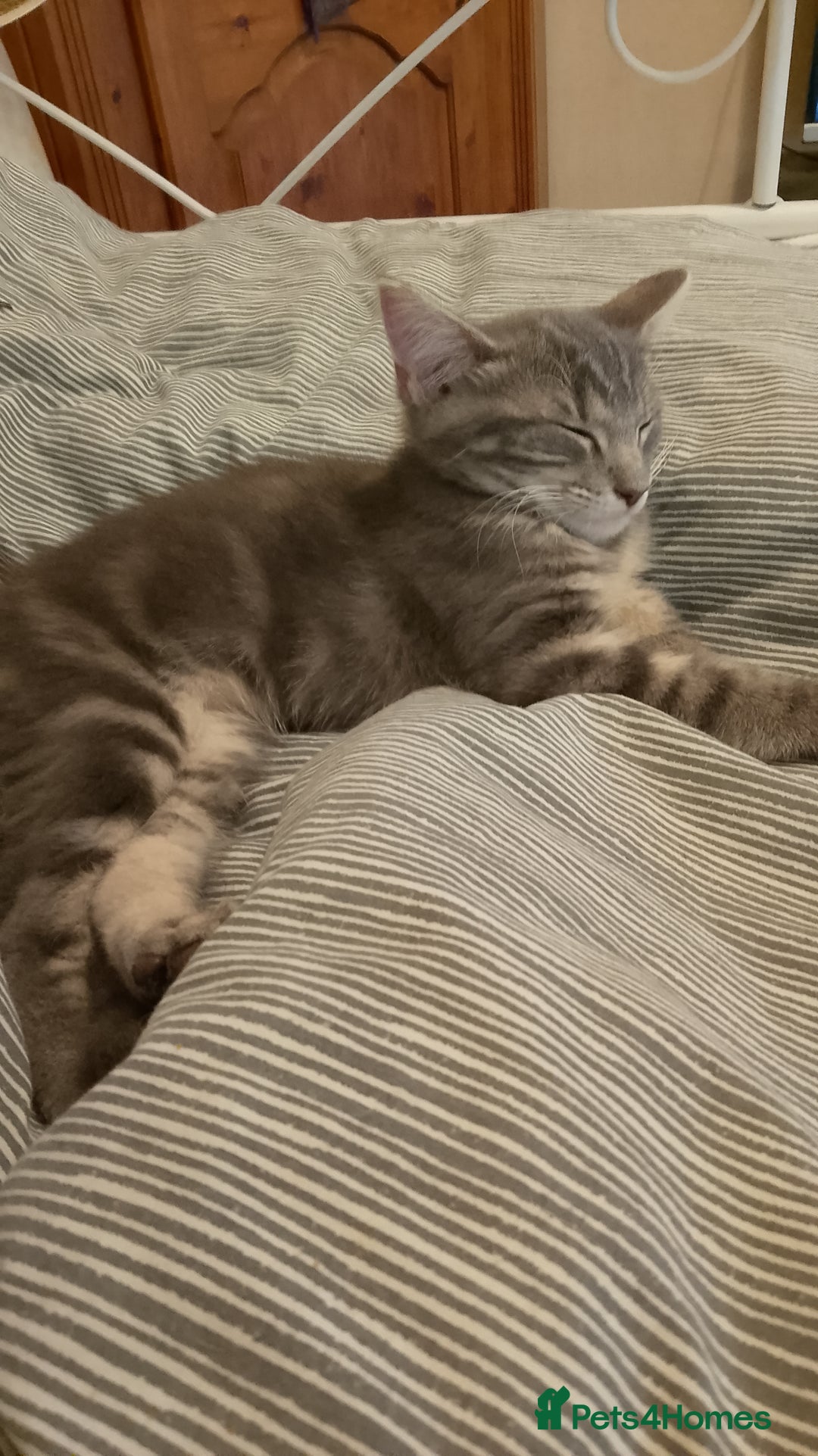 Mixed Breed cats for sale: Norwegian forest/black Bengal  - Image 8
