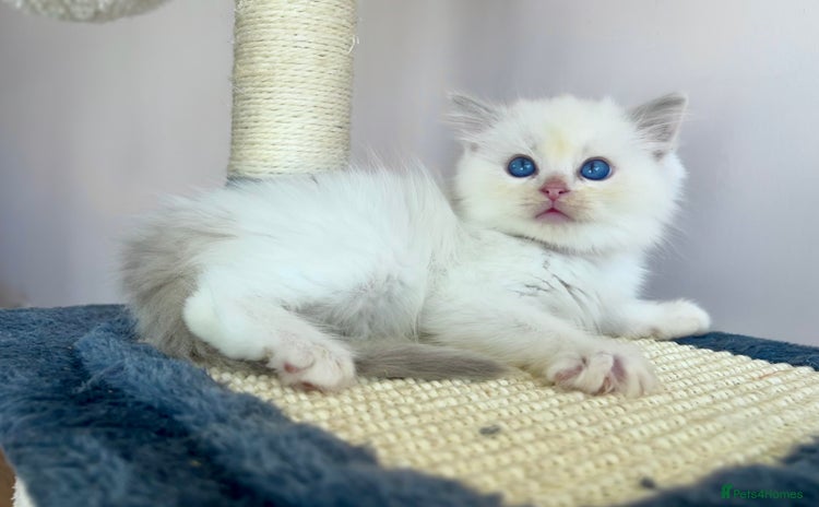 Ragdoll cats - Advert 14