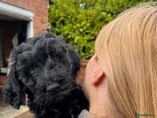 Cockapoo dogs Last beautiful puppy remaining - Advert 1