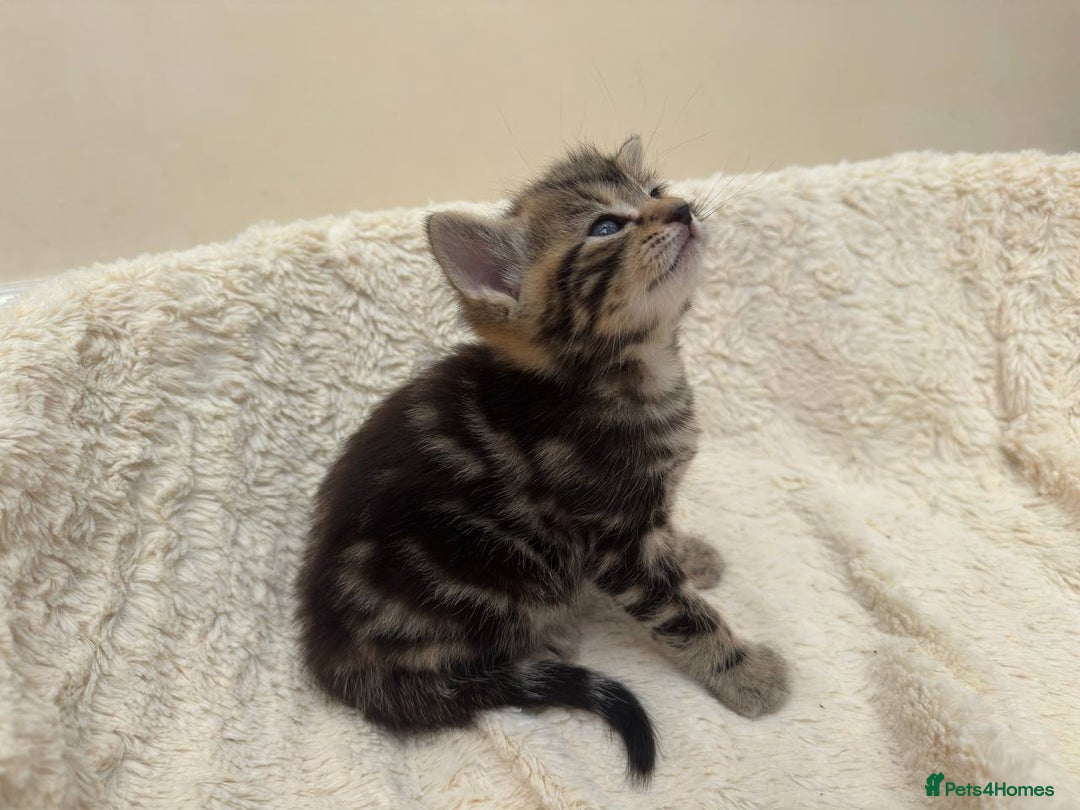 Mixed Breed cats for sale: Adorable Kittens Ready for Loving Homes - Image 7