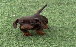 Miniature Dachshund dogs for sale: Miniature dachshunds - Image 14