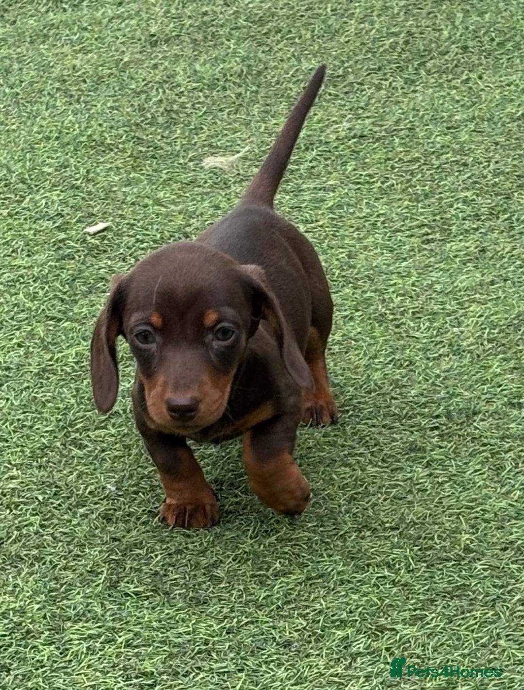 Miniature Dachshund dogs for sale: Miniature dachshunds - Image 14